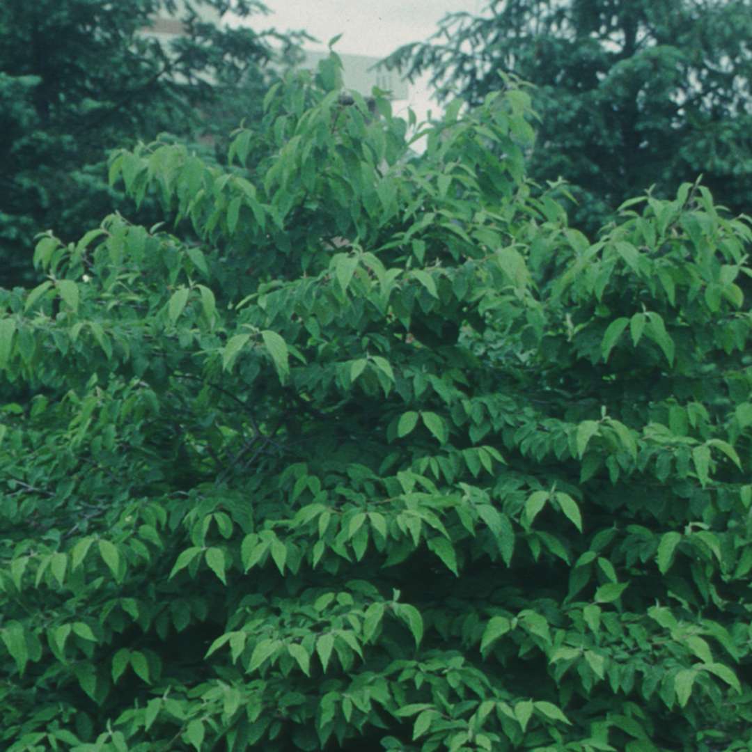 Mariesii viburnum in the landscape doing nothing in particular just showing green leaves